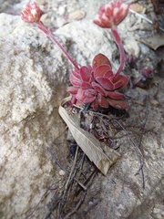Crassula pubescens