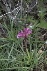 Anacamptis papilionacea