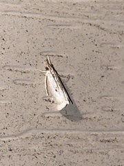 Microcrambus biguttellus