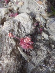 Crassula pubescens
