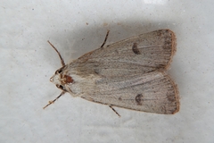 Agrotis trux