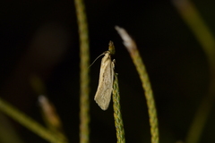 Tingena chloradelpha