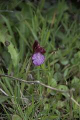 Anacamptis papilionacea