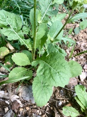 Diplotaxis erucoides