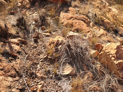 Xerophyta retinervis