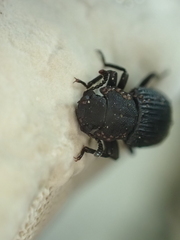 Boletoglyphus boletophagi