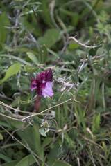 Anacamptis papilionacea