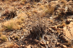 Xerophyta retinervis