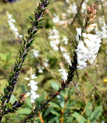 Epacris obtusifolia