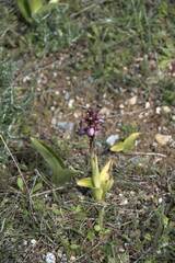 Himantoglossum robertianum