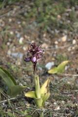 Himantoglossum robertianum