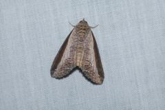 Lophoptera squammigera