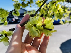 Ulmus
