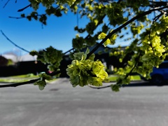 Ulmus