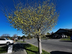 Ulmus