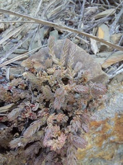 Crassula muscosa