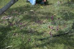Anacamptis papilionacea