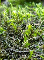 Cinclidotus fontinaloides