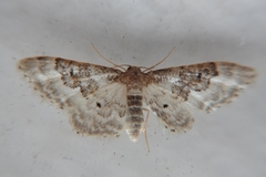 Idaea rusticata