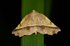 Ischalis gallaria