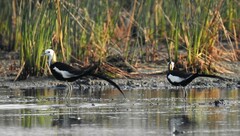 Hydrophasianus chirurgus