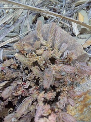Crassula muscosa