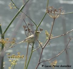 Phylloscopus ibericus