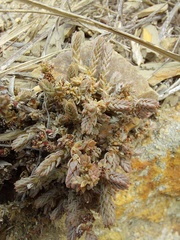 Crassula muscosa