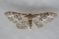 Idaea rusticata