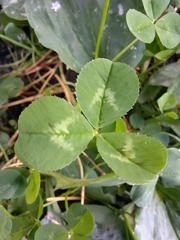 Trifolium repens