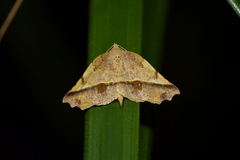 Ischalis gallaria
