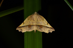 Ischalis gallaria