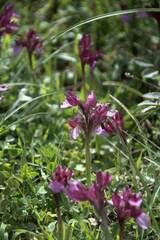Anacamptis papilionacea