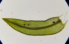 Cinclidotus fontinaloides