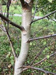 Betula pendula