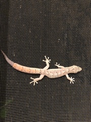 Christinus marmoratus