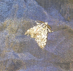 Lymantria singapura
