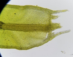 Cinclidotus fontinaloides