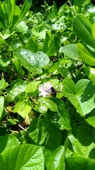 Xylocopa tranquebarorum