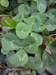 Trifolium repens