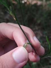 Agrostis stolonifera