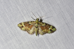 Pasiphila bilineolata