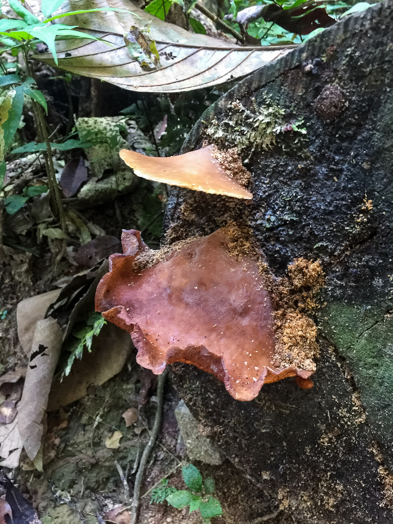 Auricularia delicata · August 2018 · photo: © lostculture (iNaturalist, cc-by)