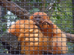 Leontopithecus