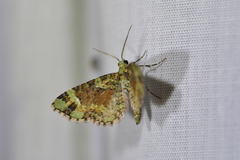 Pasiphila bilineolata