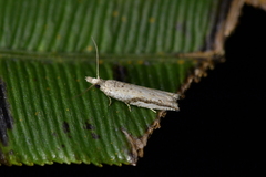 Holocola parthenia