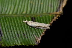 Holocola parthenia