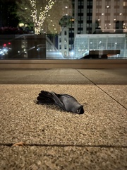 Dumetella carolinensis