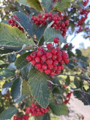 Scandosorbus intermedia