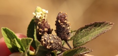 Lippia javanica